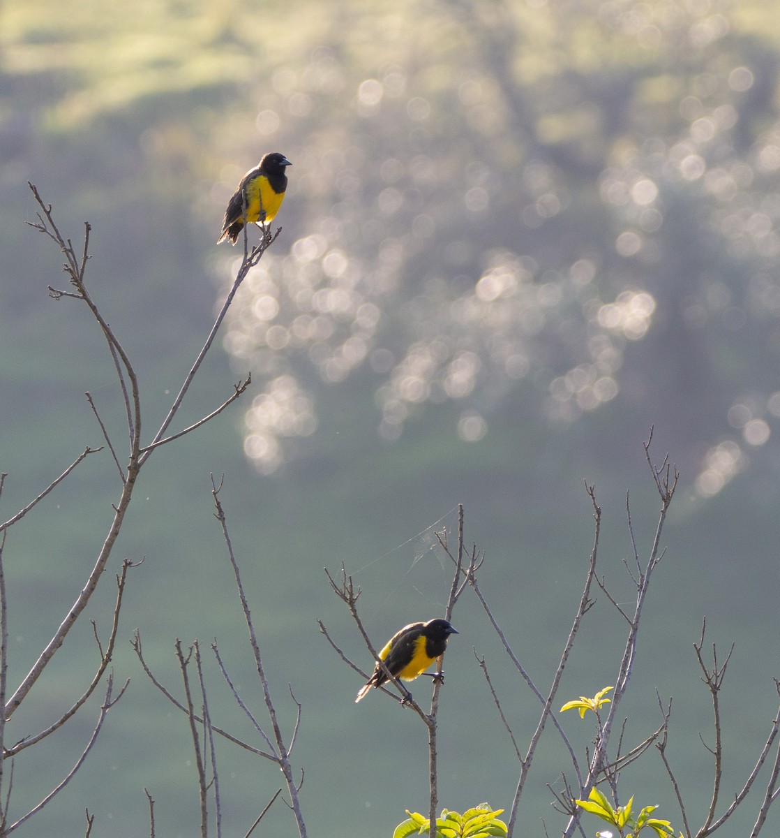 Yellow-rumped Marshbird - David Carmo