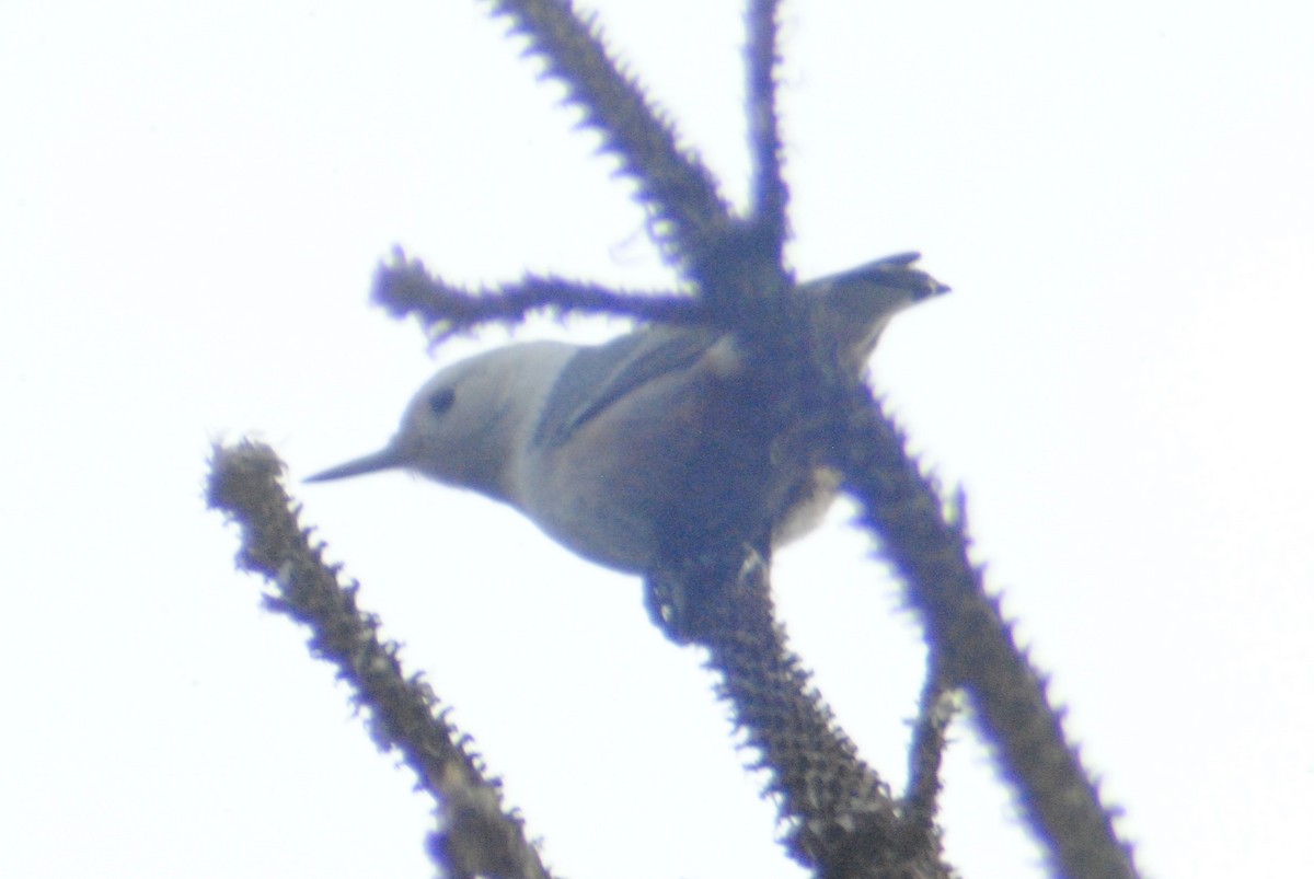 White-breasted Nuthatch (Interior West) - ML214658211