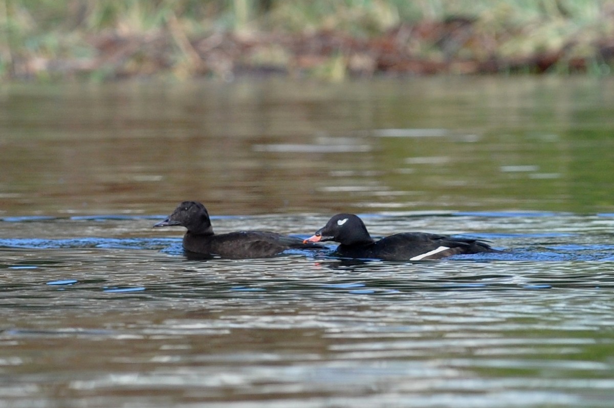 White-winged Scoter - ML21465831