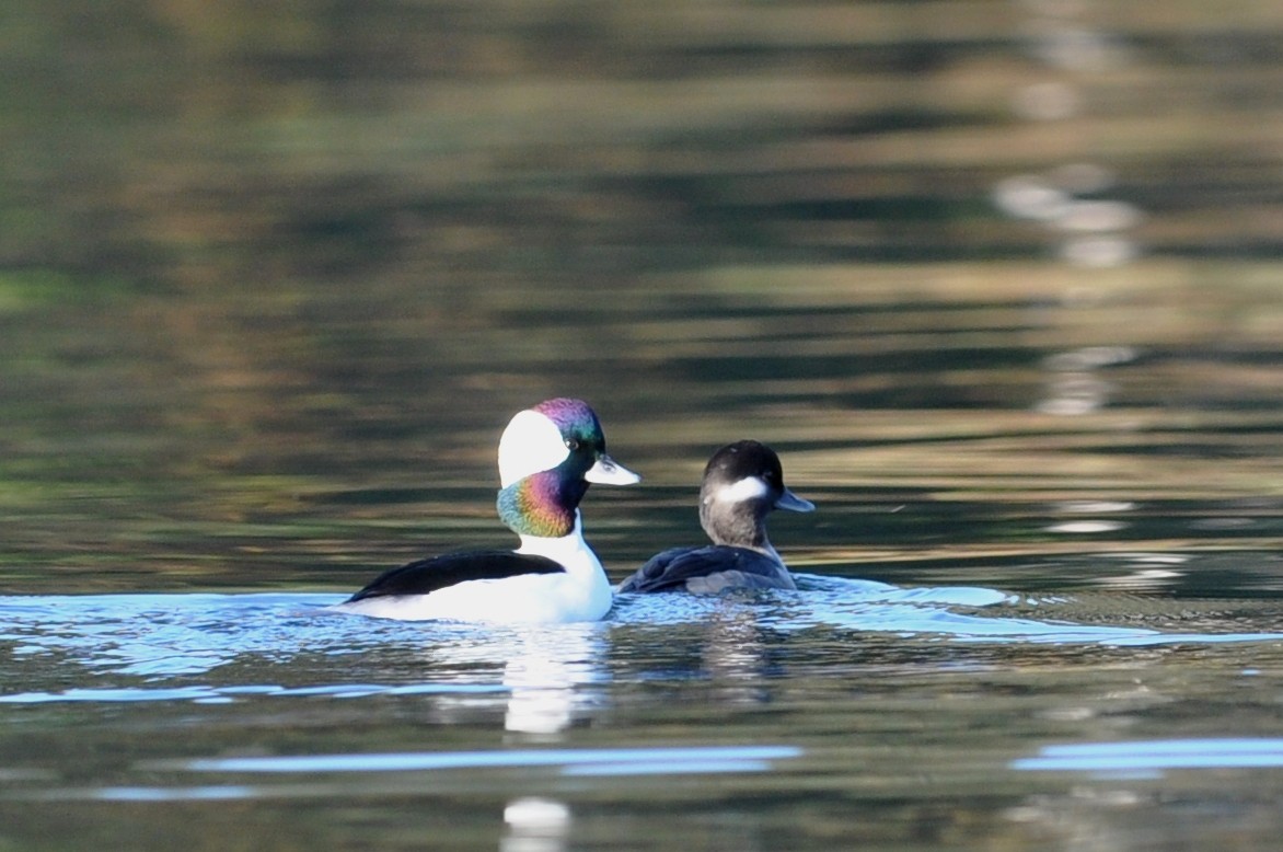 Bufflehead - Carey Bergman