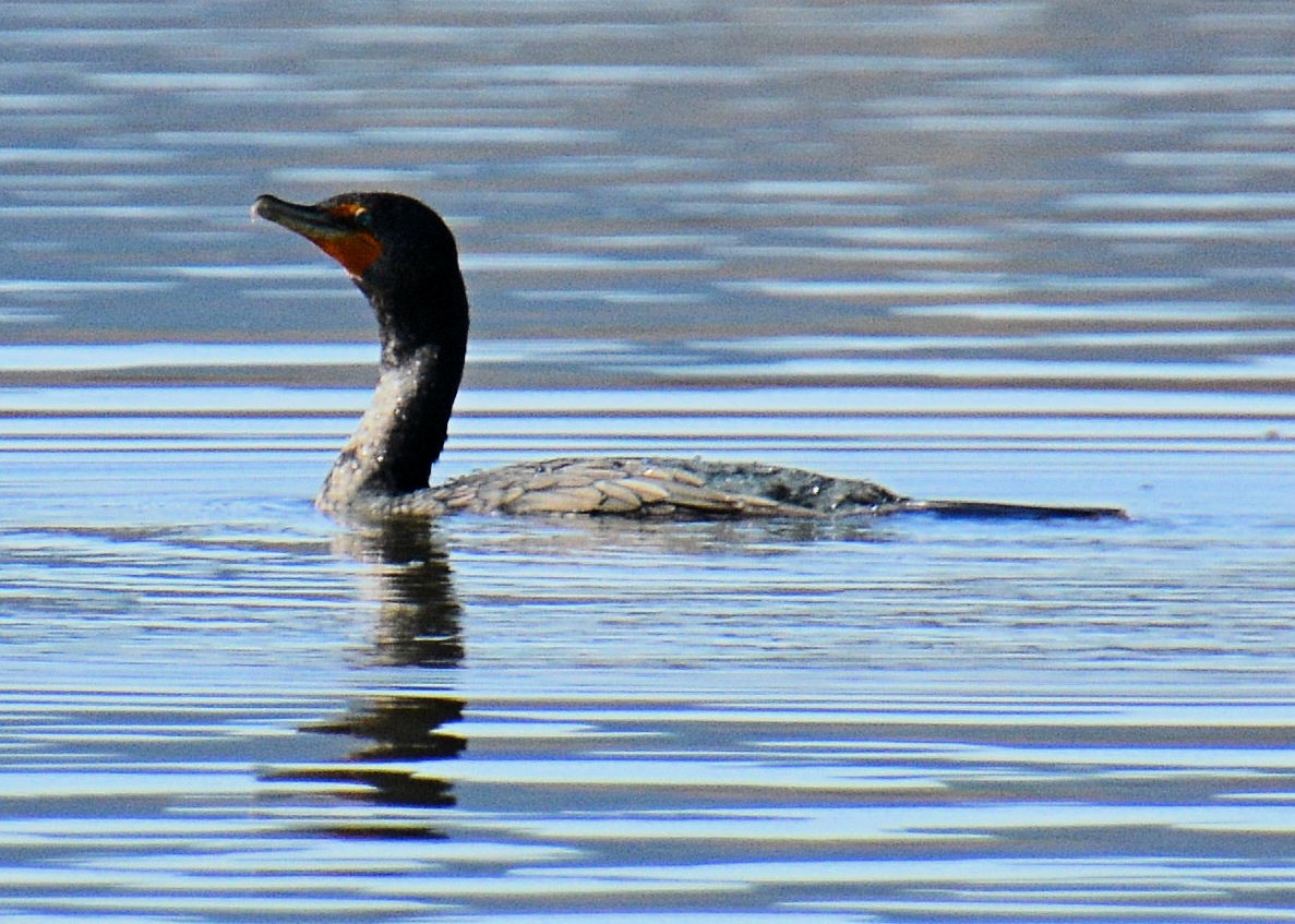 Double-crested Cormorant - ML214658801