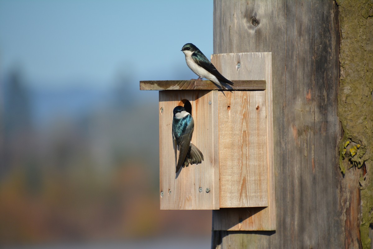 Tree Swallow - ML214659361