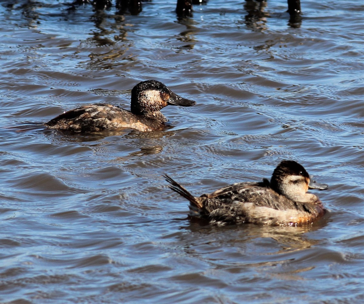 Ruddy Duck - ML214659511