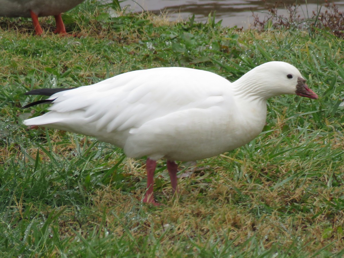 Ross's Goose - Kent Fiala