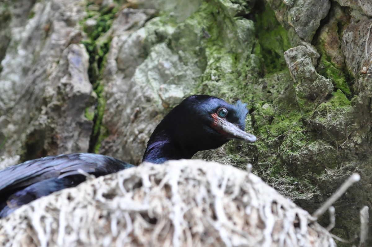 Cormorán Pelágico - ML21465981