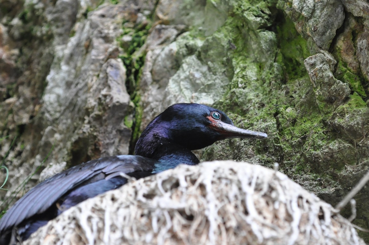 Cormorán Pelágico - ML21465991