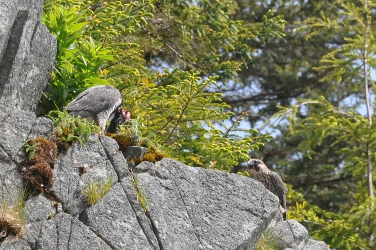 Peregrine Falcon - ML21466041