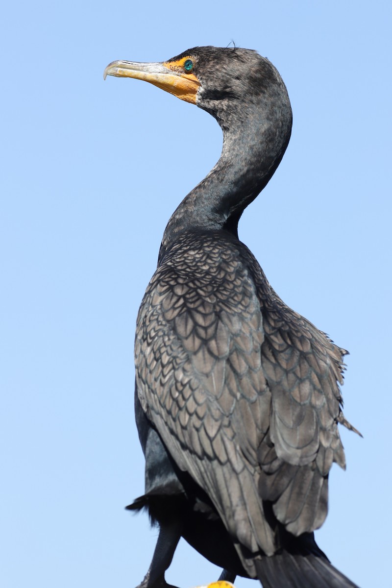 Double-crested Cormorant - Mike Riley