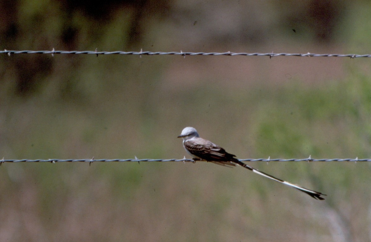 Scissor-tailed Flycatcher - Daniel Toussaint