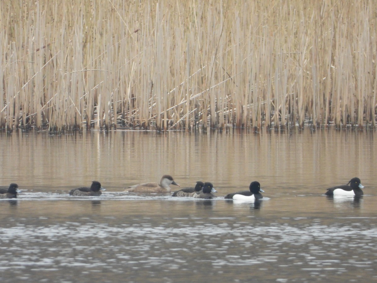 Улаан хошуут биваан - ML214662241