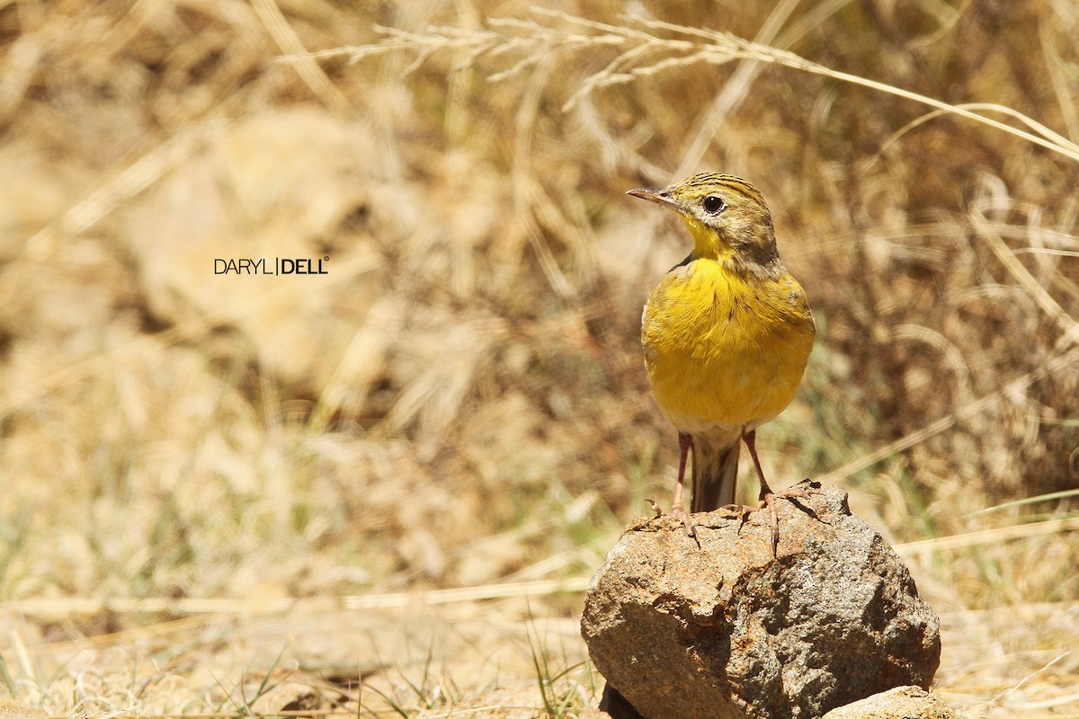 Yellow-breasted Pipit - Daryl Dell