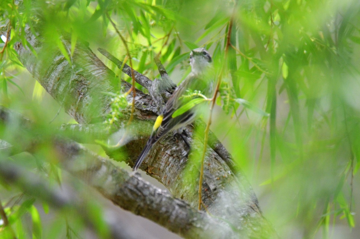 Yellow-rumped Warbler (Myrtle) - ML214663181