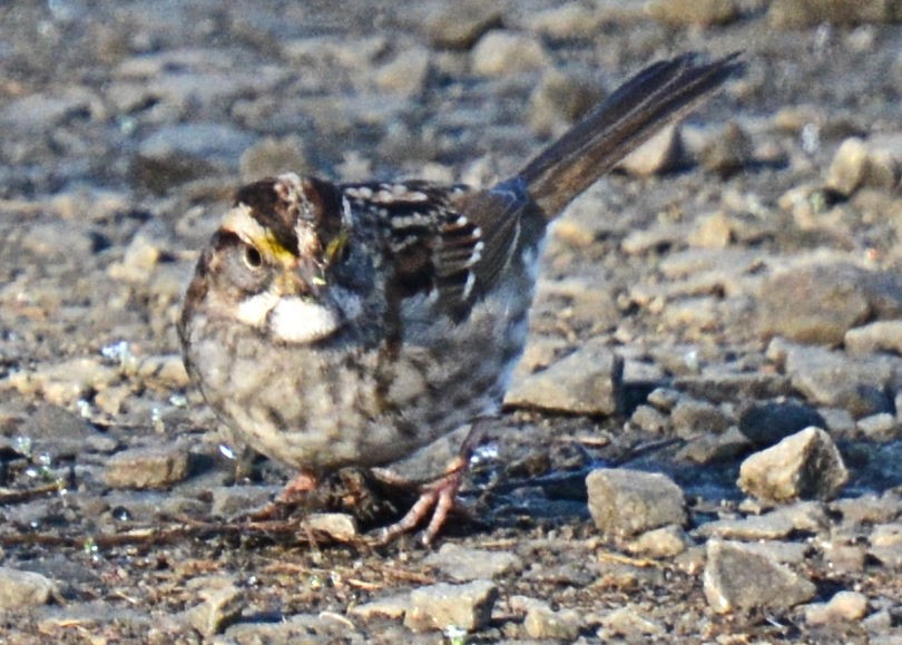 White-throated Sparrow - Gayle Lee