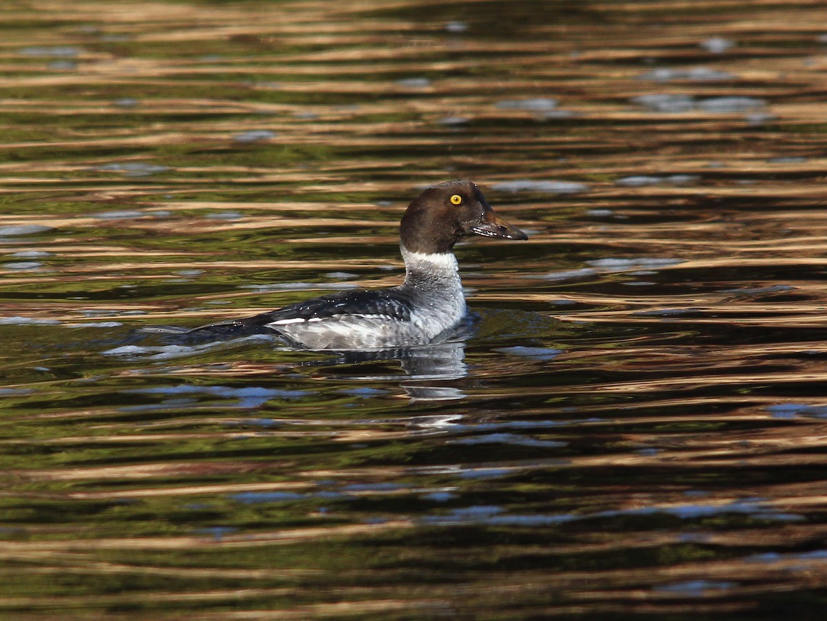 Common Goldeneye - ML21466511