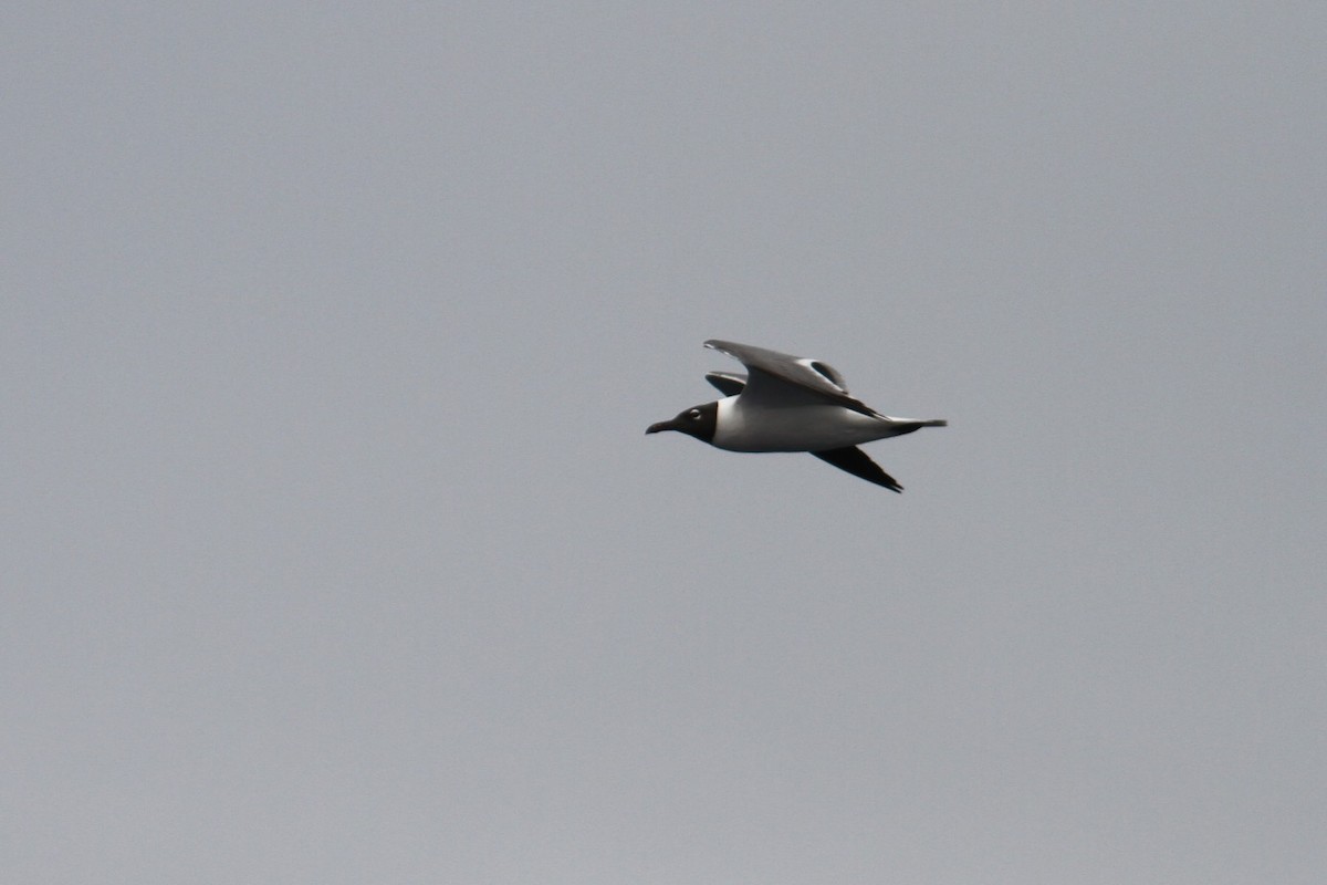 Gaviota Guanaguanare - ML214665111