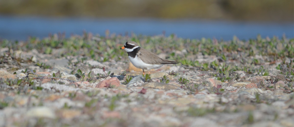 Common Ringed Plover - ML214665481