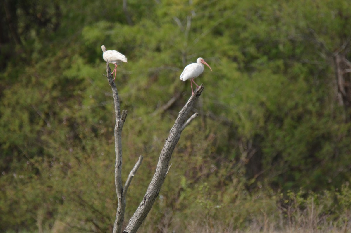 White Ibis - ML214667071