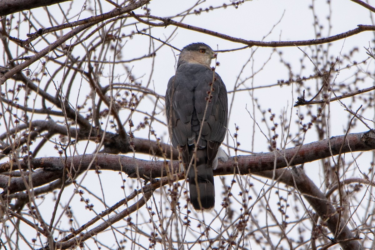 Cooper's Hawk - ML214667331