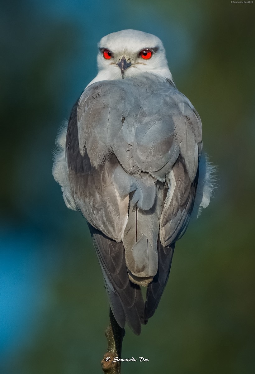 Black-winged Kite - ML214670461