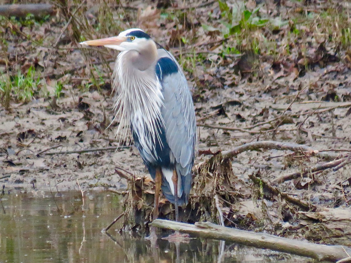 Great Blue Heron - ML214670661