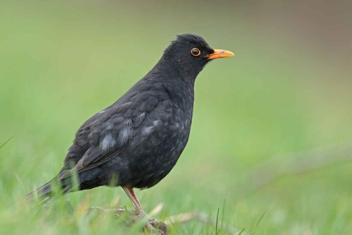 Eurasian Blackbird - ML214670701