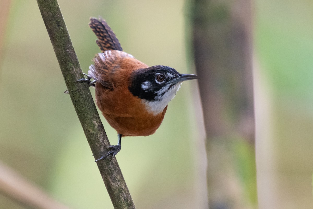 Bay Wren - ML214670911