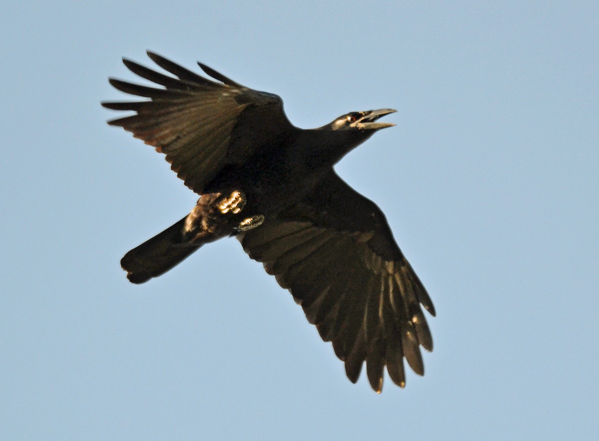 Cuban Crow - ML21467171