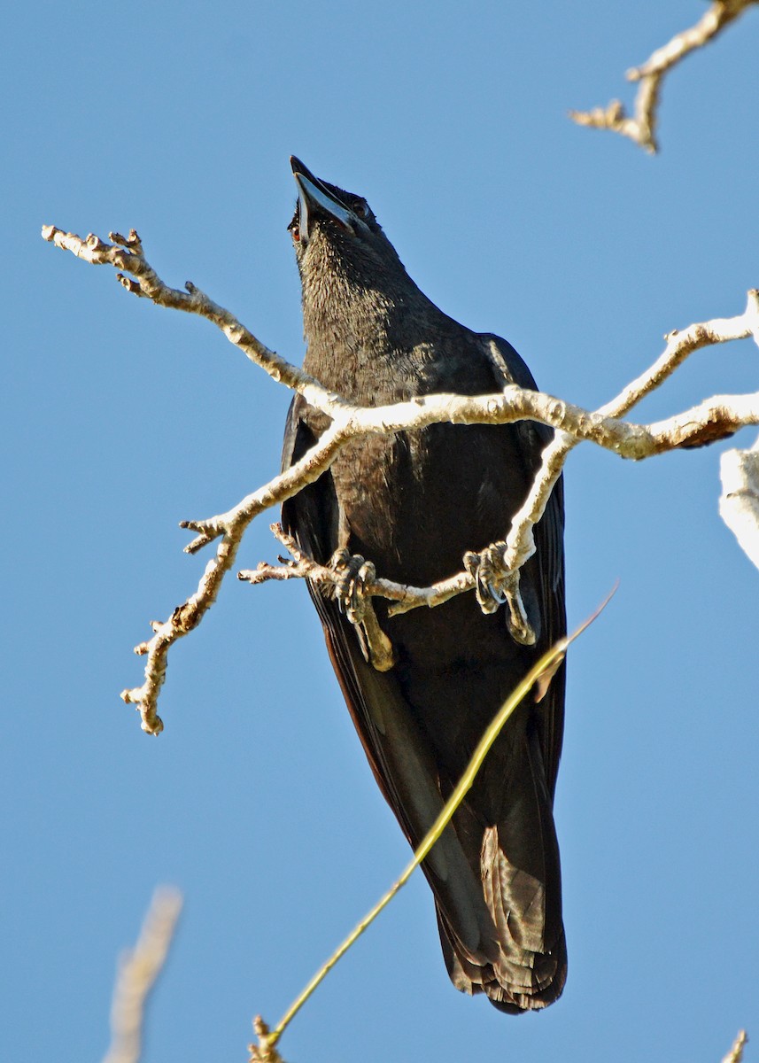 Cuban Crow - ML21467191