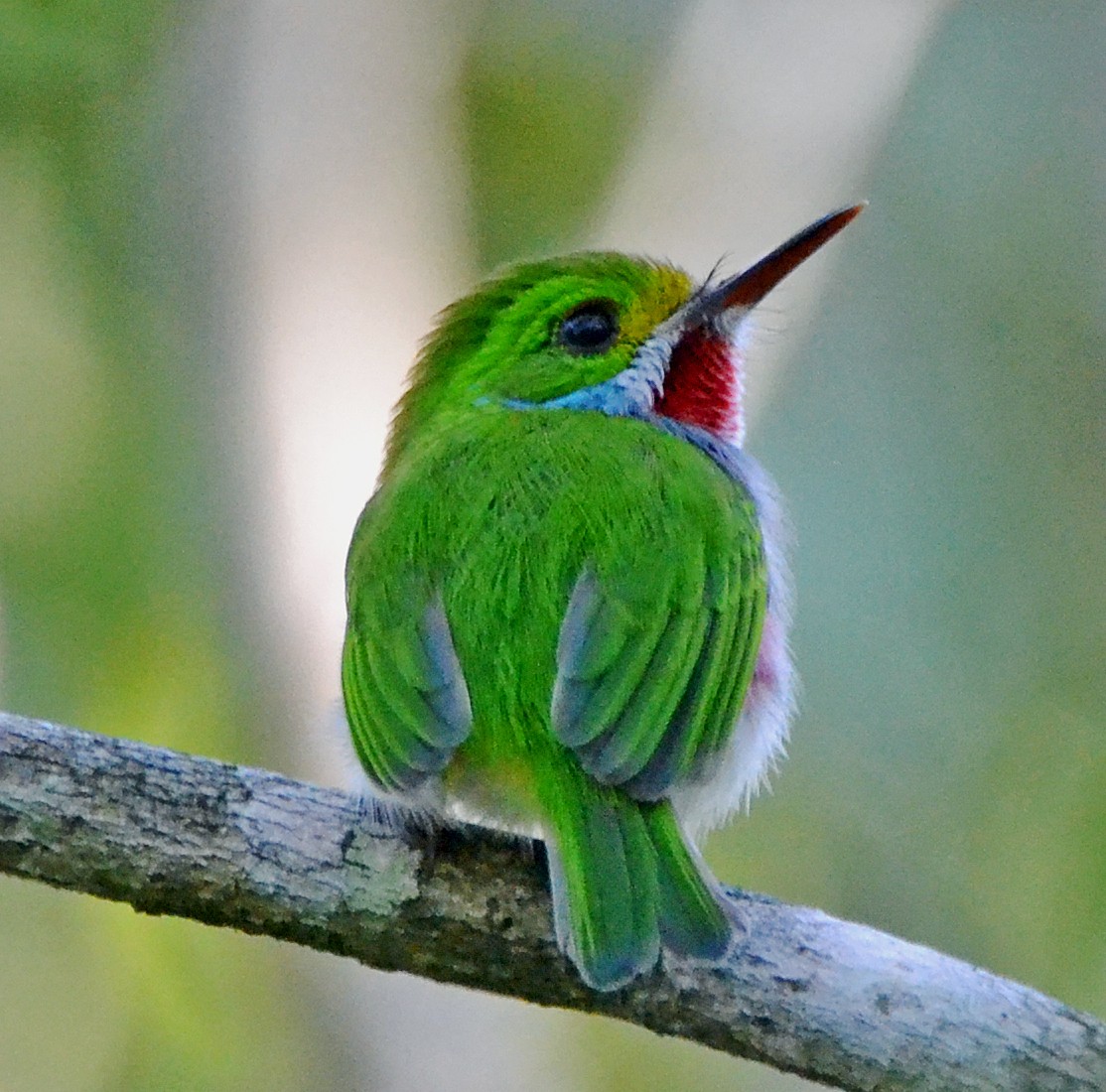 Cuban Tody - ML21467201