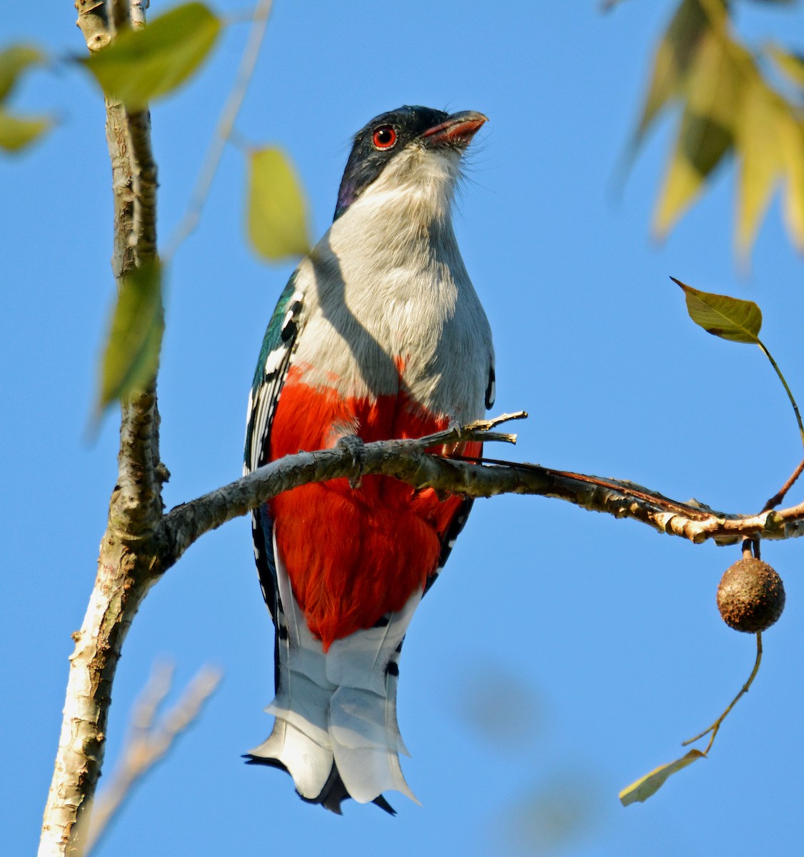 Cuban Trogon - ML21467251