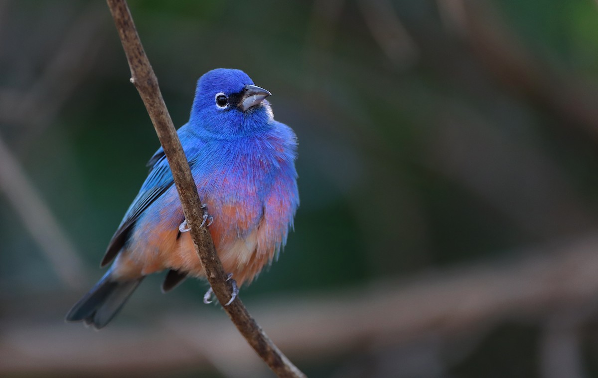 Rose-bellied Bunting - ML214672511