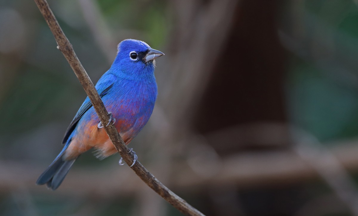 Rose-bellied Bunting - ML214672521