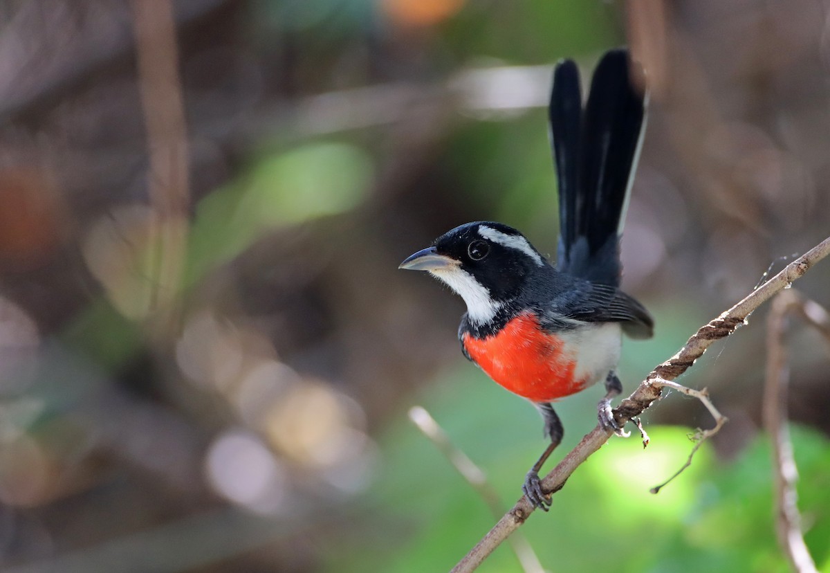 Red-breasted Chat - ML214673141