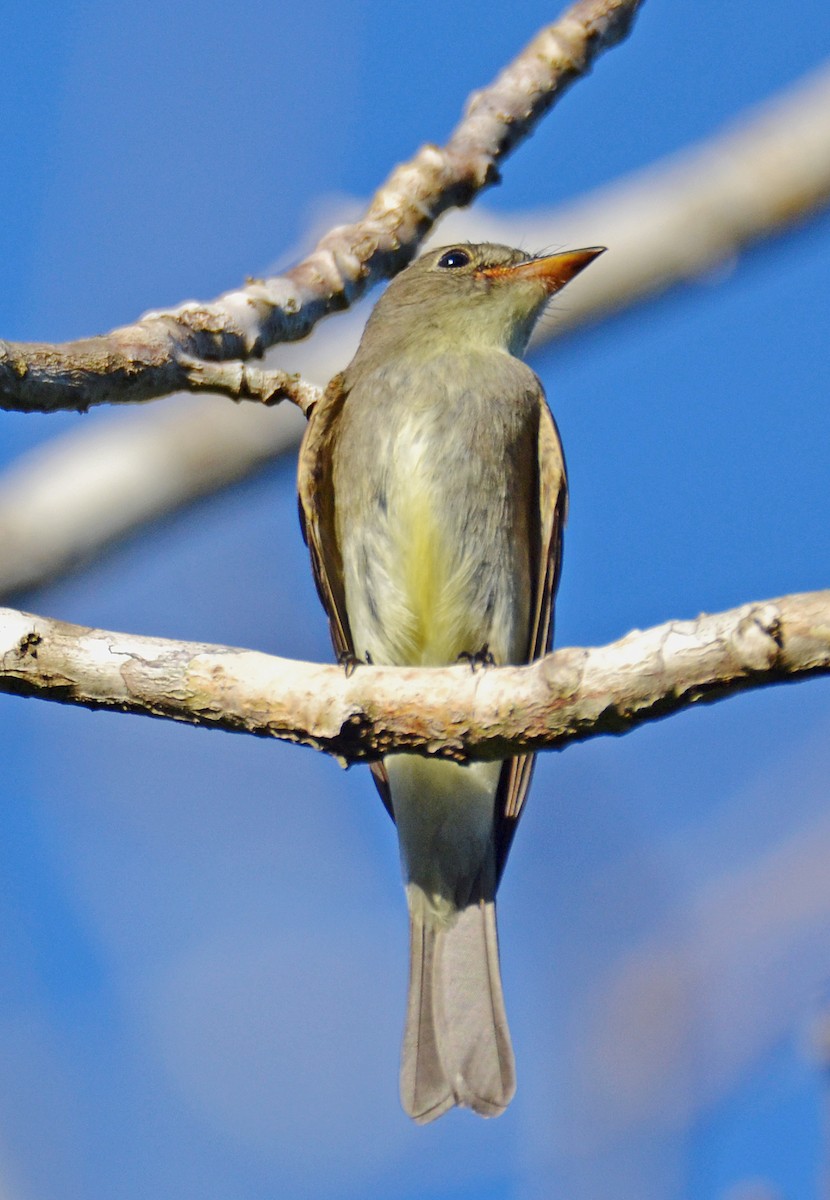 Eastern Wood-Pewee - ML21467321