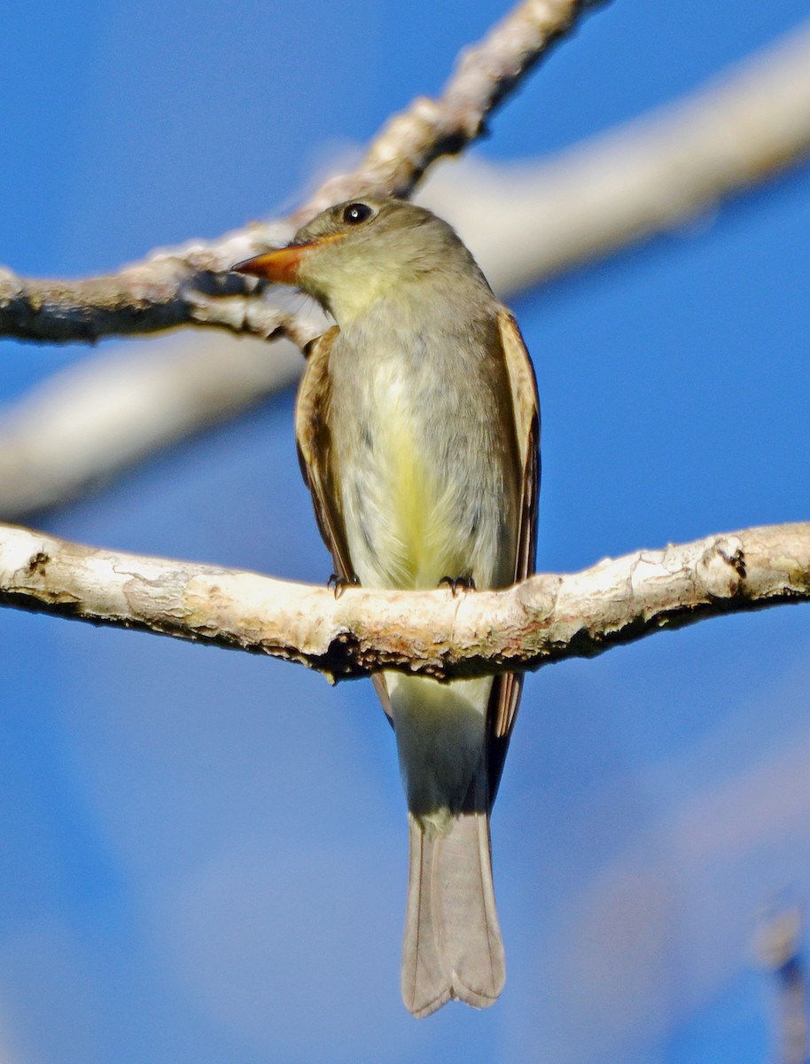 Eastern Wood-Pewee - ML21467331