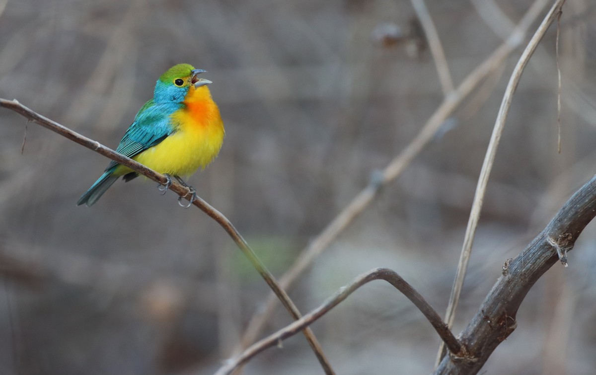 Orange-breasted Bunting - Luke Seitz