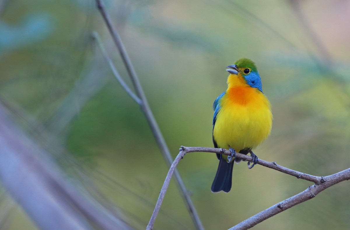 Orange-breasted Bunting - Luke Seitz