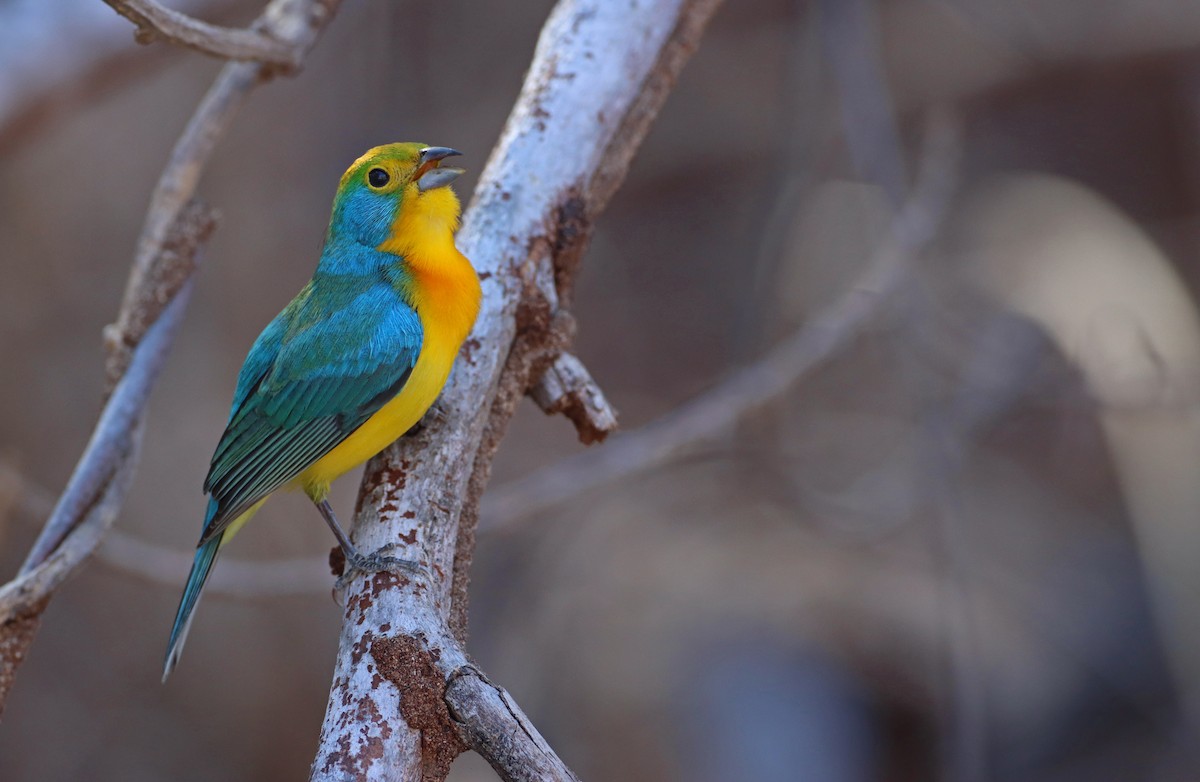 Orange-breasted Bunting - Luke Seitz