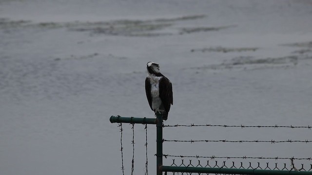 Águila Pescadora - ML214674031