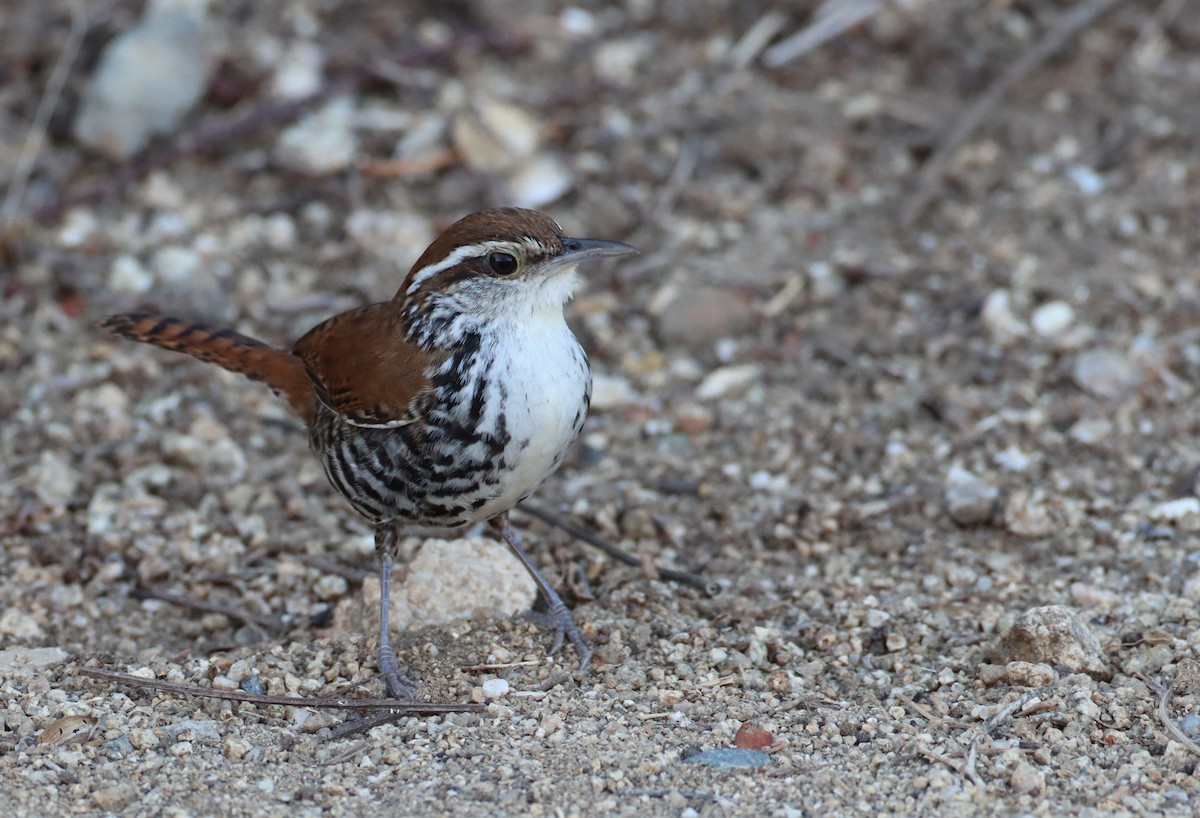 Banded Wren - Luke Seitz