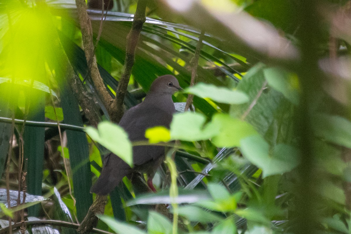 Gray-chested Dove - ML214674641