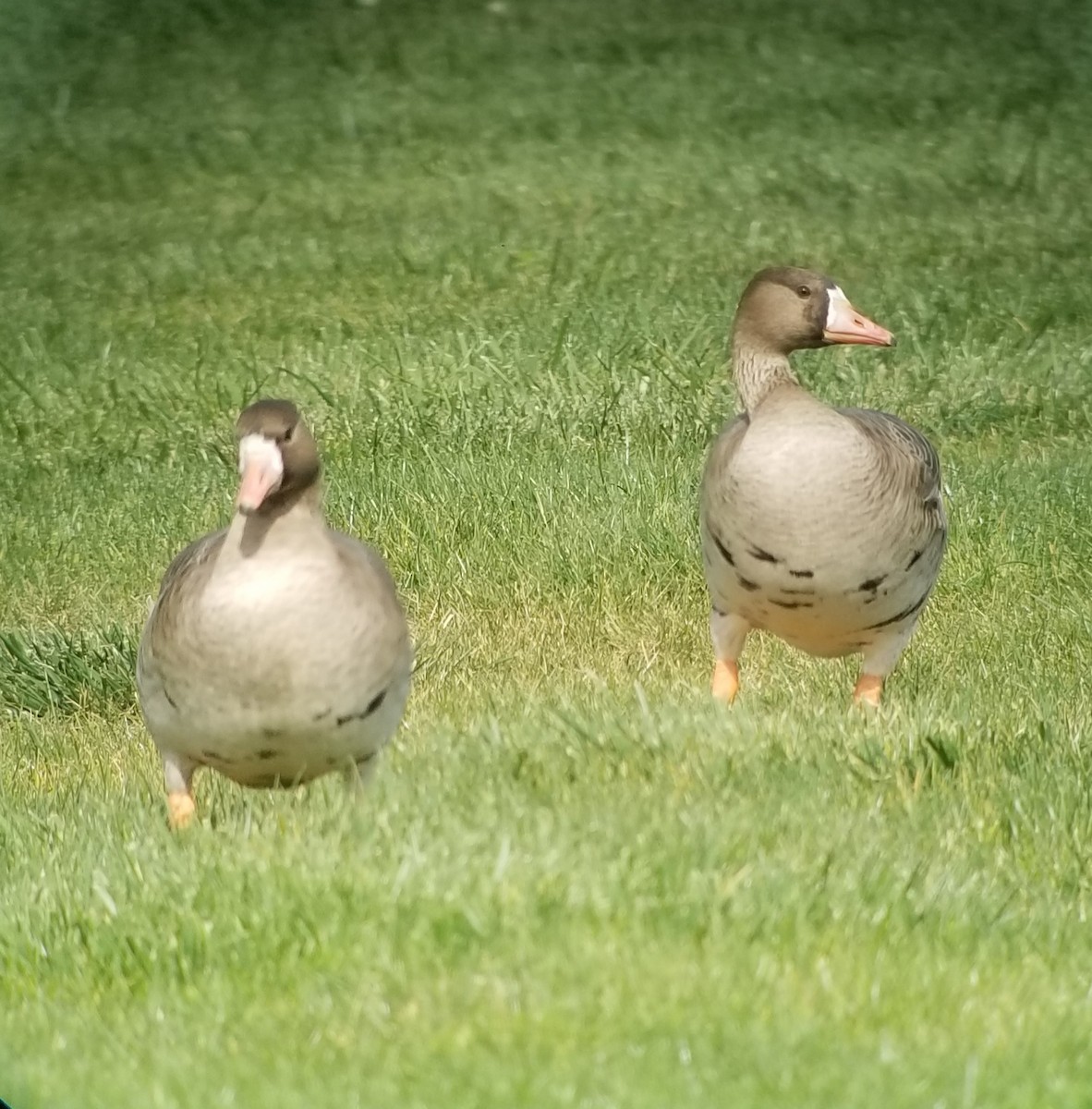 Greater White-fronted Goose - Donald Pendleton