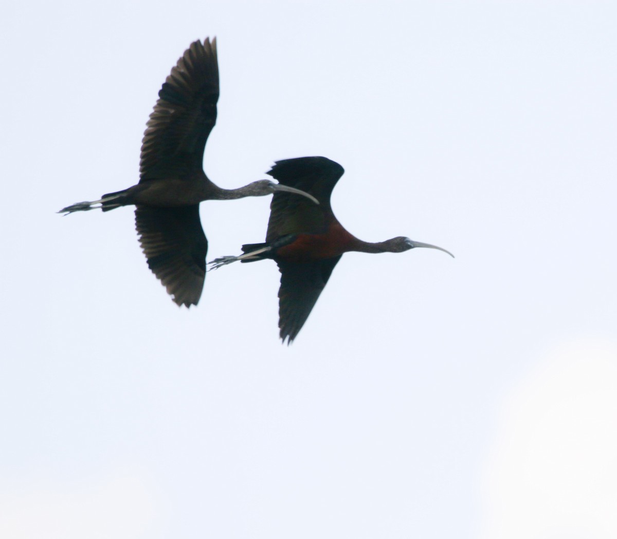 ibis hnědý - ML214677041