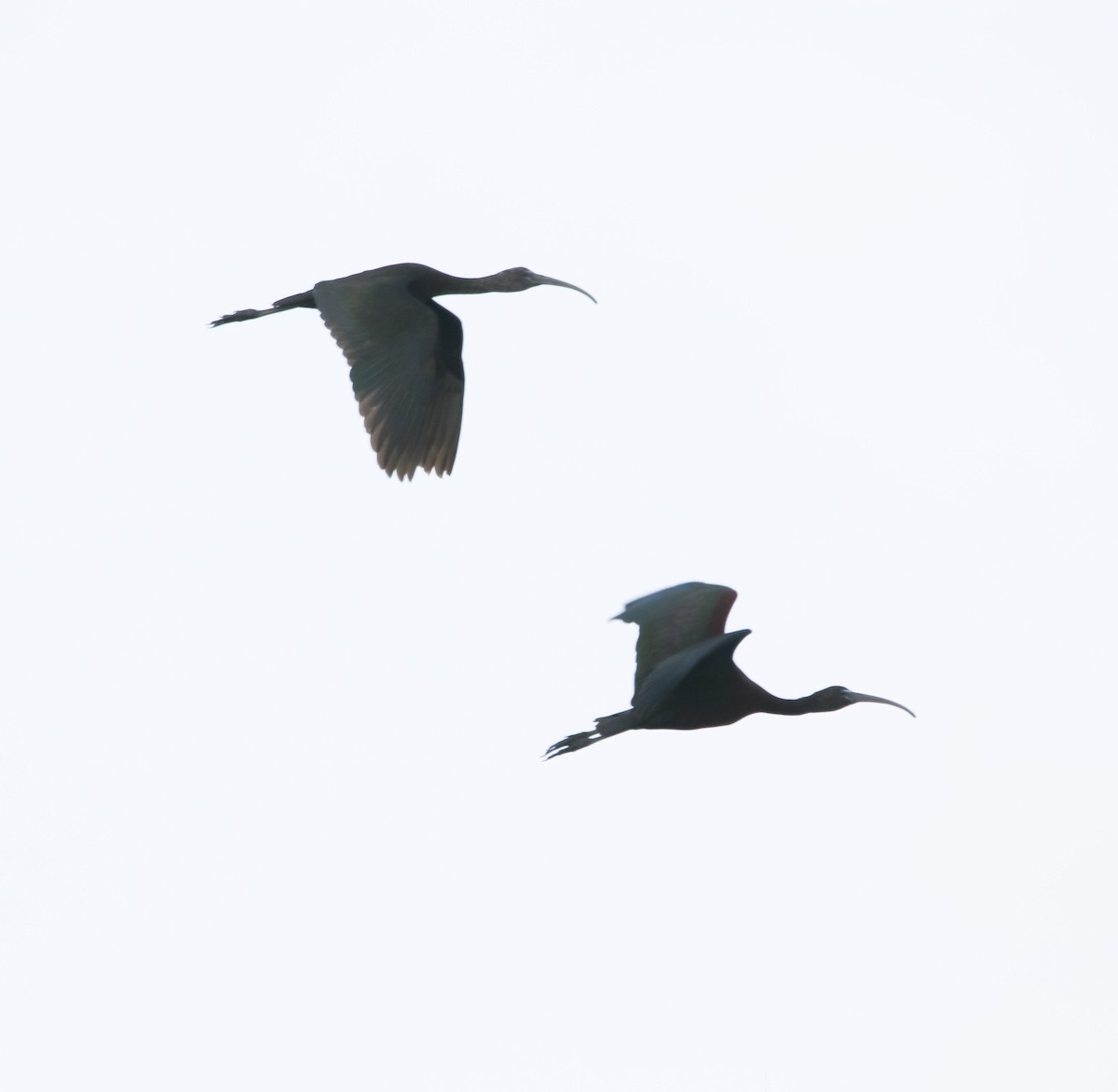 ibis hnědý - ML214677121