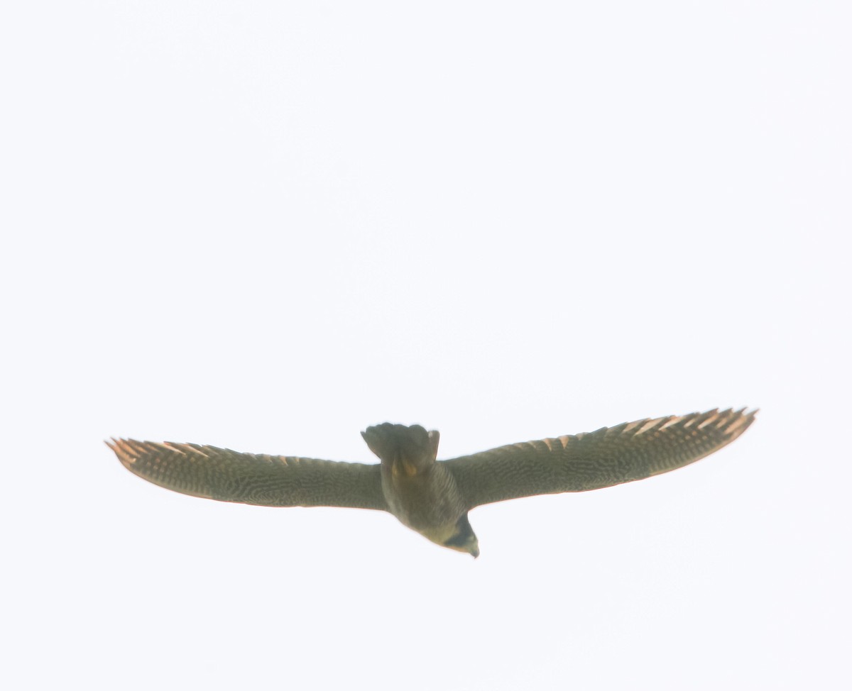 Peregrine Falcon - Isaias Morataya