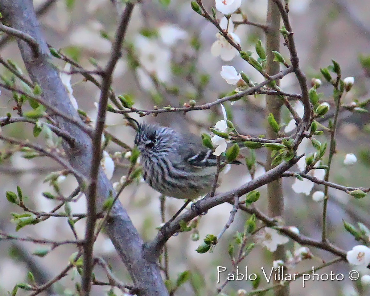 Tufted Tit-Tyrant - ML214678311