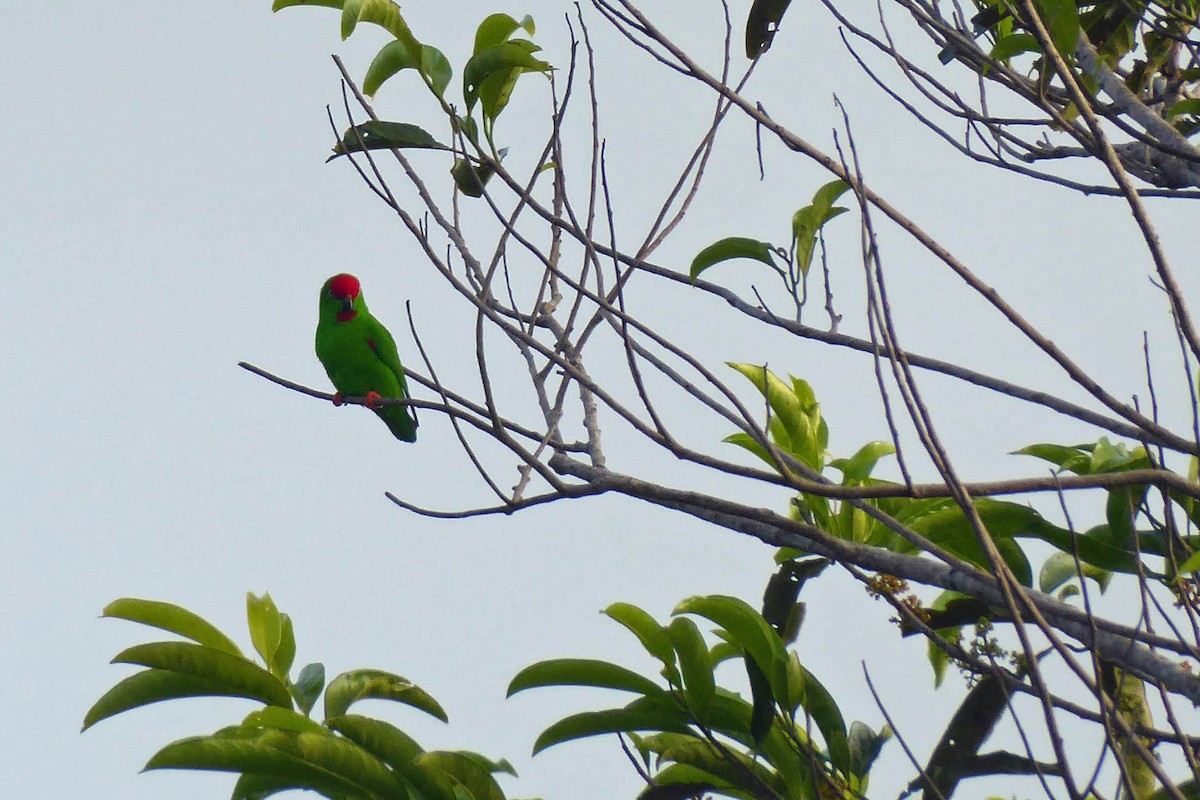 Sulawesi Hanging-Parrot - Ross Carter