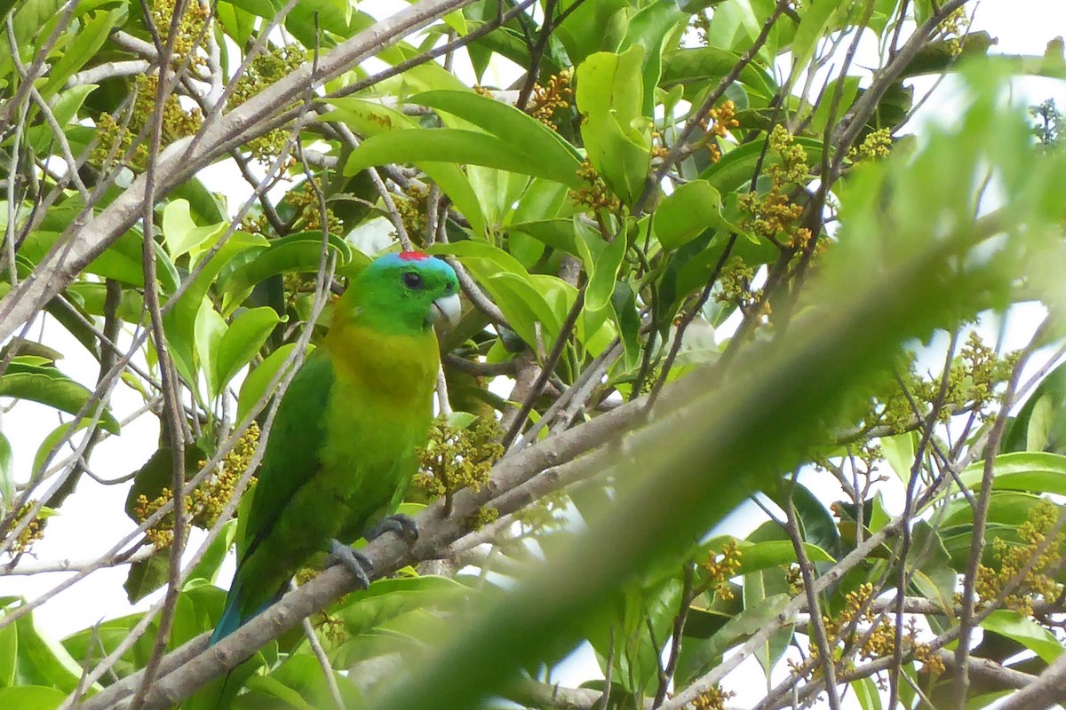 Yellow-breasted Racquet-tail - Ross Carter