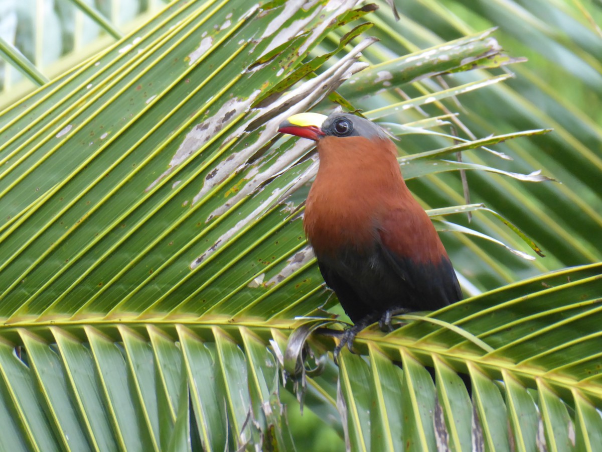 Yellow-billed Malkoha - ML214678971