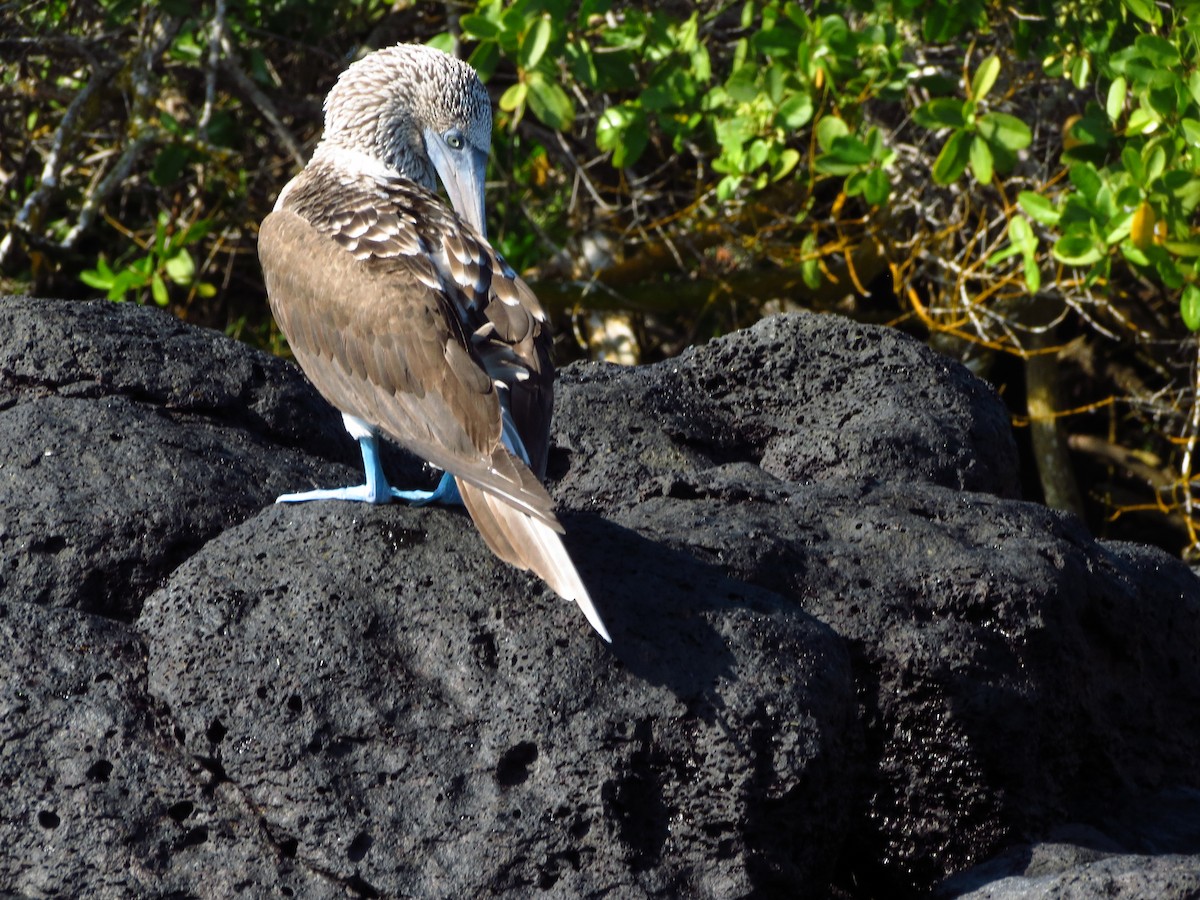 Голубоногая олуша - ML214681311